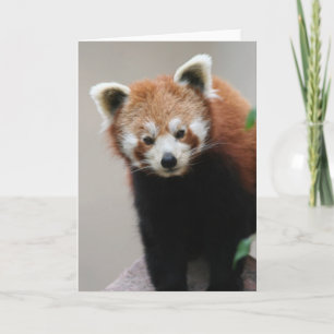Red Panda Customisable Greetings card
