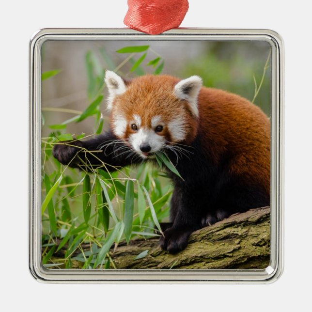Red Panda Eating Green Leaf Metal Tree Decoration (Front)