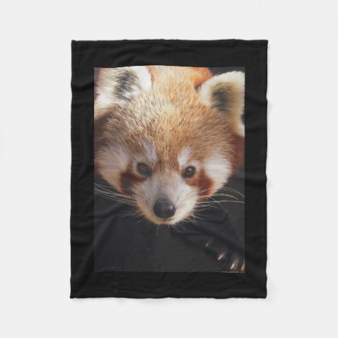 Red Panda Gifts & Gift Ideas | Zazzle UK