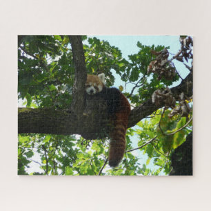 Red panda in a tree jigsaw puzzle