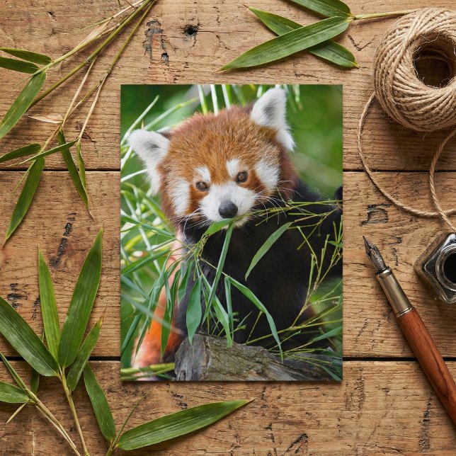 Red Panda in Bamboo Bliss – Wildlife Postcard (Creator Uploaded)