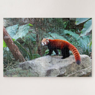 red panda jigsaw puzzle