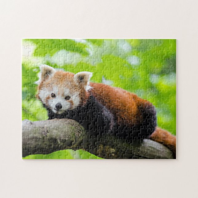 Red Panda Jigsaw Puzzle (Horizontal)