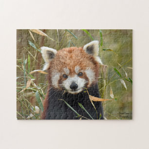 Red Panda  Jigsaw Puzzle