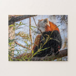 Red panda jigsaw puzzle