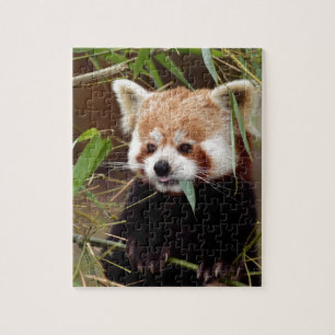 Red Panda Jigsaw Puzzle