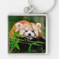 Red Panda