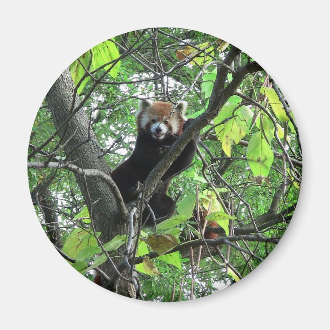 Red Panda Magnet (Front)