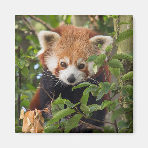 Red panda magnet