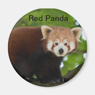 Red Panda Magnet