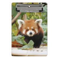 Red Panda