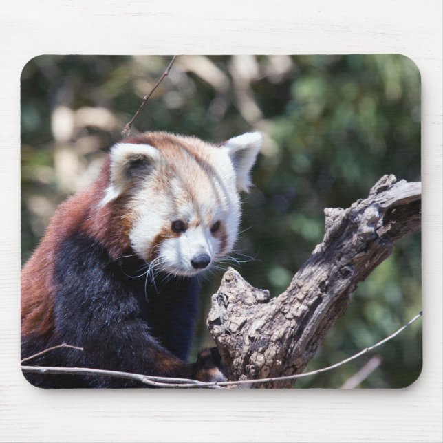 Red Panda Mouse Mat (Front)