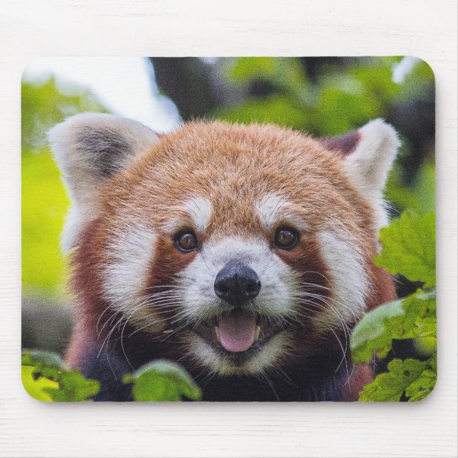 Red Panda Mouse Mat (Front)