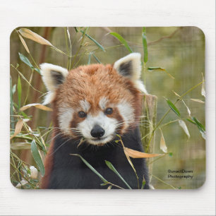 Red Panda Mouse Mat
