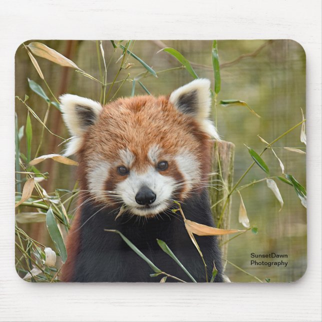 Red Panda Mouse Mat (Front)