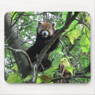 Red Panda Mouse Mat