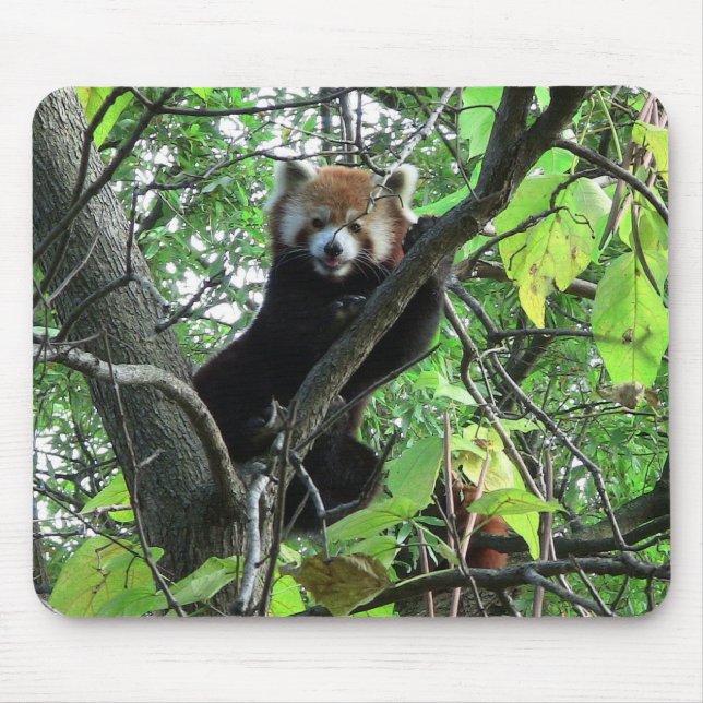 Red Panda Mouse Mat (Front)