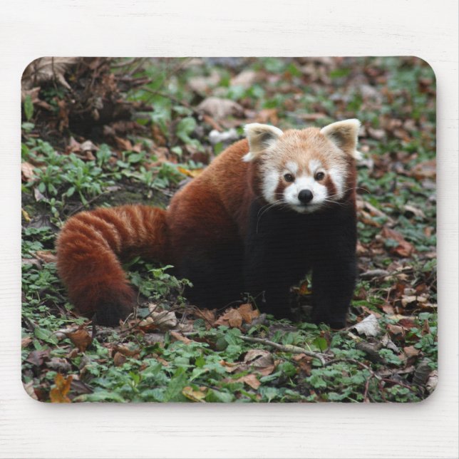 Red Panda Mouse Mat (Front)