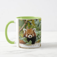 Red Panda
