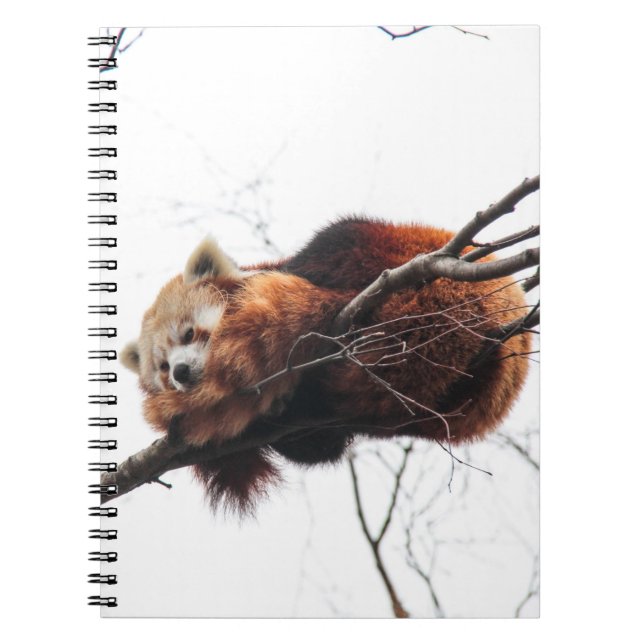 Red Panda Notebook (Front)