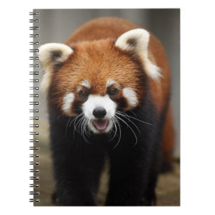 Red Panda Notebook