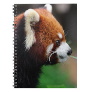 Red panda notebook