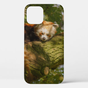 RED PANDA ON GREEN TREE BRANCH iPhone 12 CASE