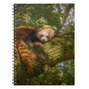 RED PANDA ON GREEN TREE BRANCH NOTEBOOK