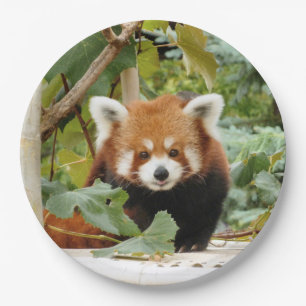 Red Panda Paper Plate