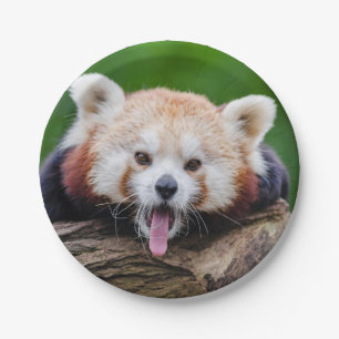 Red Panda Paper Plate
