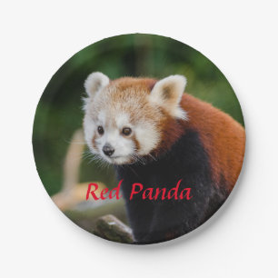 Red Panda Paper Plate