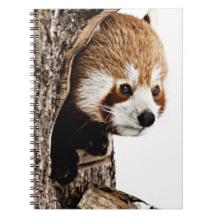 Red Panda Peek-a-Boo Notebook
