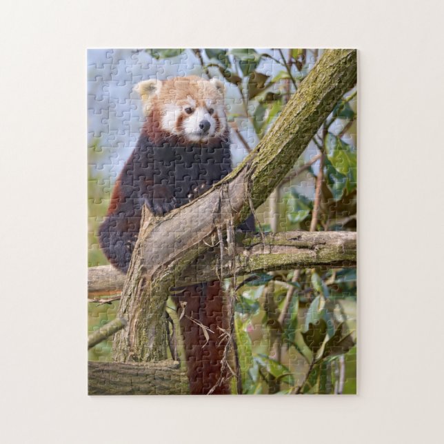 Red panda perched in tree jigsaw puzzle (Vertical)