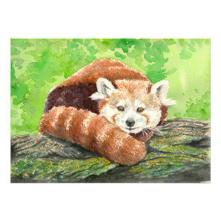 Red panda photo print