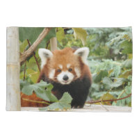 Red Panda