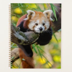 Red Panda Planner