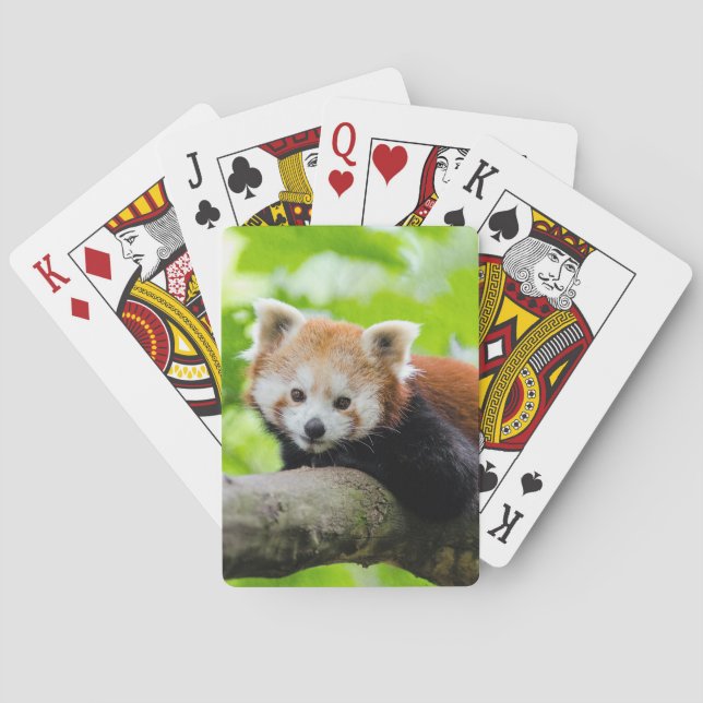 Red Panda Playing Cards (Back)