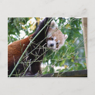 Red Panda Postcard
