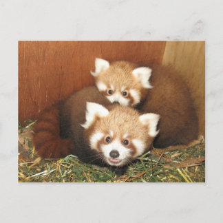 Red Panda Postcard