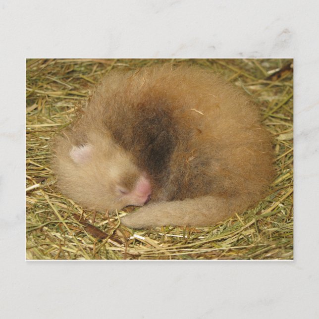 Red panda postcard (Front)