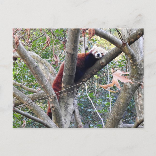 Red Panda Postcard (Front)