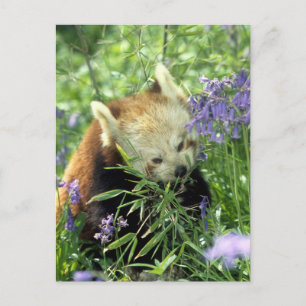 Red panda postcard