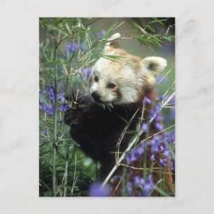 Red Panda Postcard