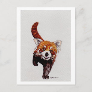 Red Panda Postcard