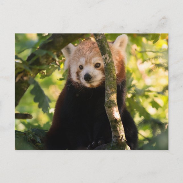 Red panda postcard (Front)