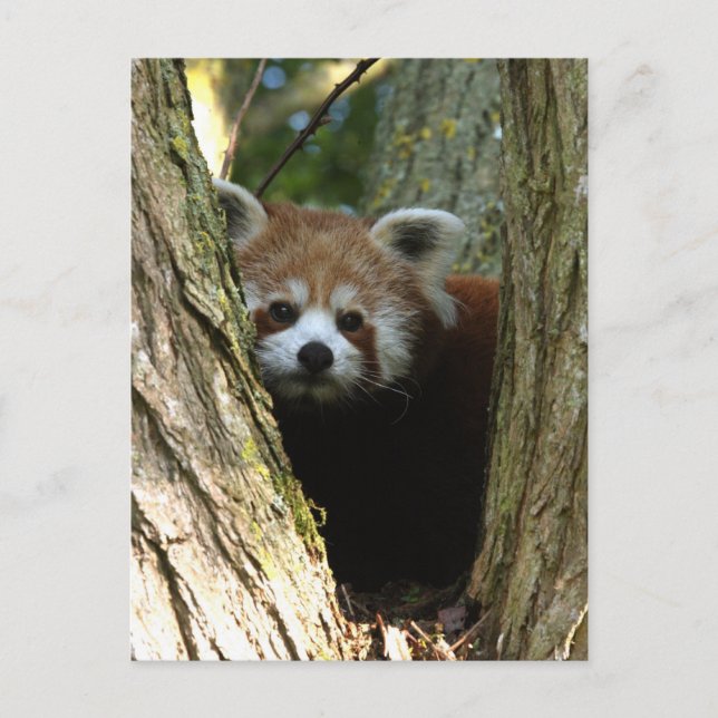 Red panda postcard (Front)