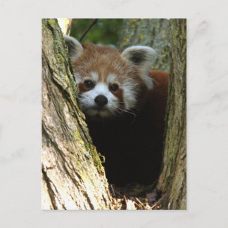 Red panda postcard