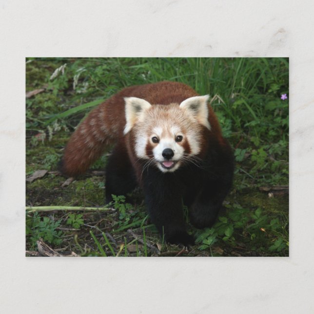 Red panda postcard (Front)