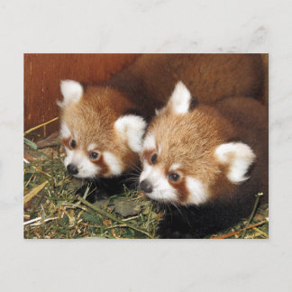 Red panda postcard