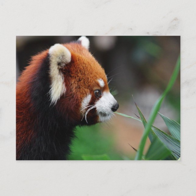 Red panda postcard (Front)